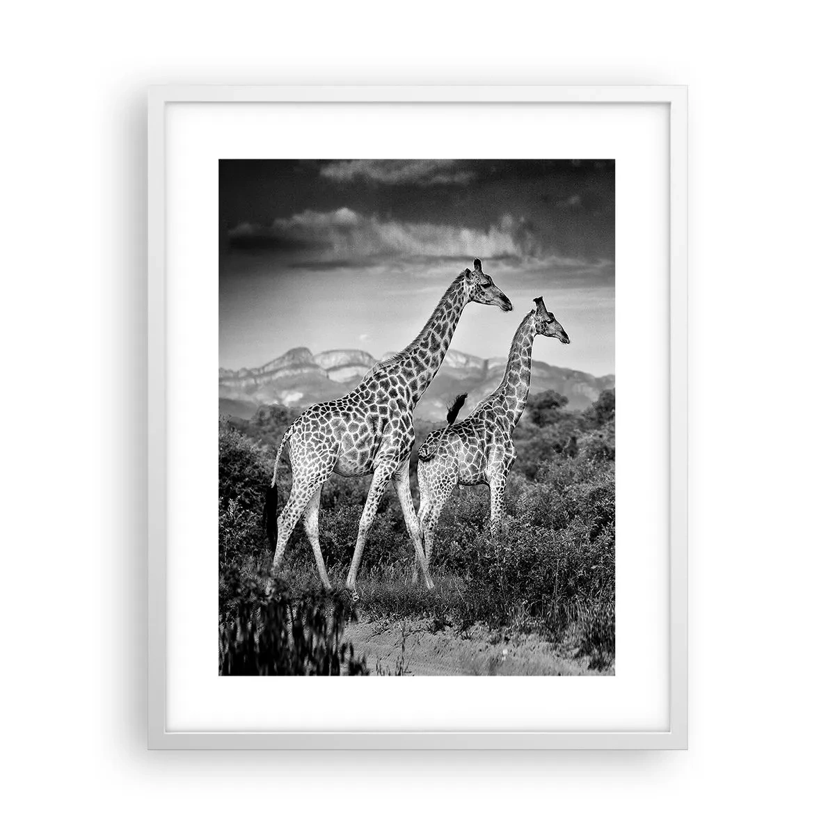 Plakat i hvid ramme - Afrikas overklasse - 40x50 cm
