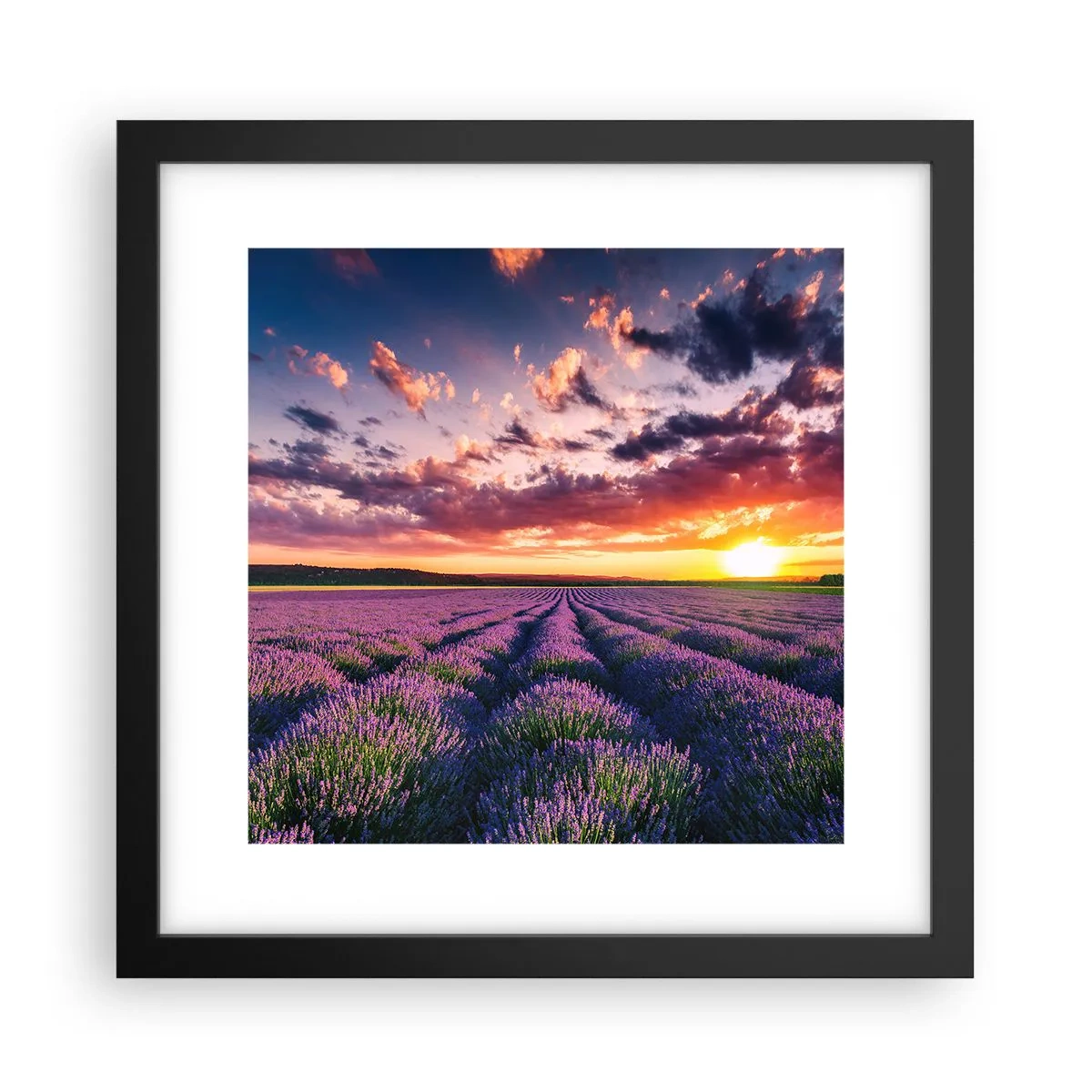 Plakat i sort ramme - Lavendelverden - 30x30 cm