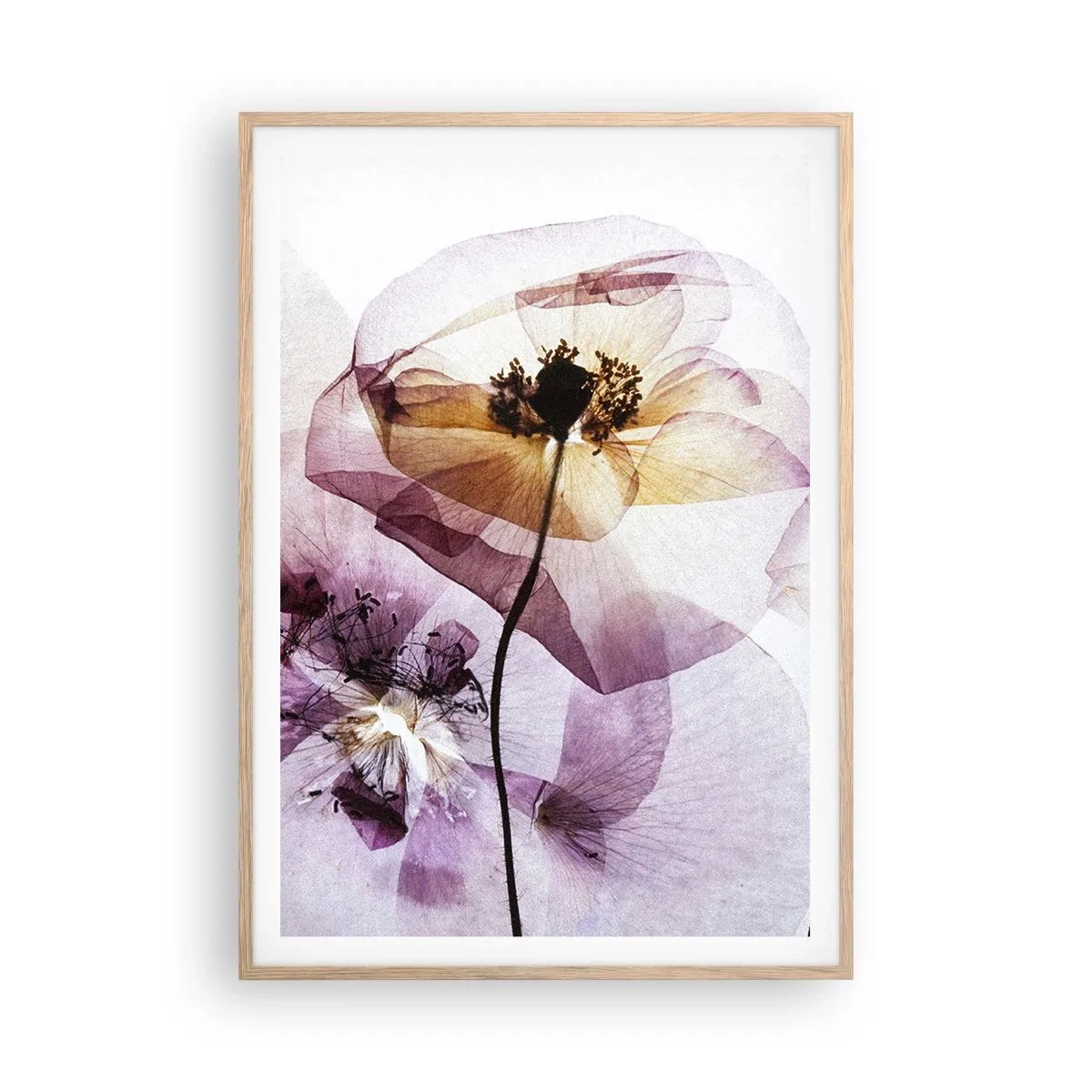 Plakat i ramme af lyst egetræ - Blomsterlegeme dias - 70x100 cm