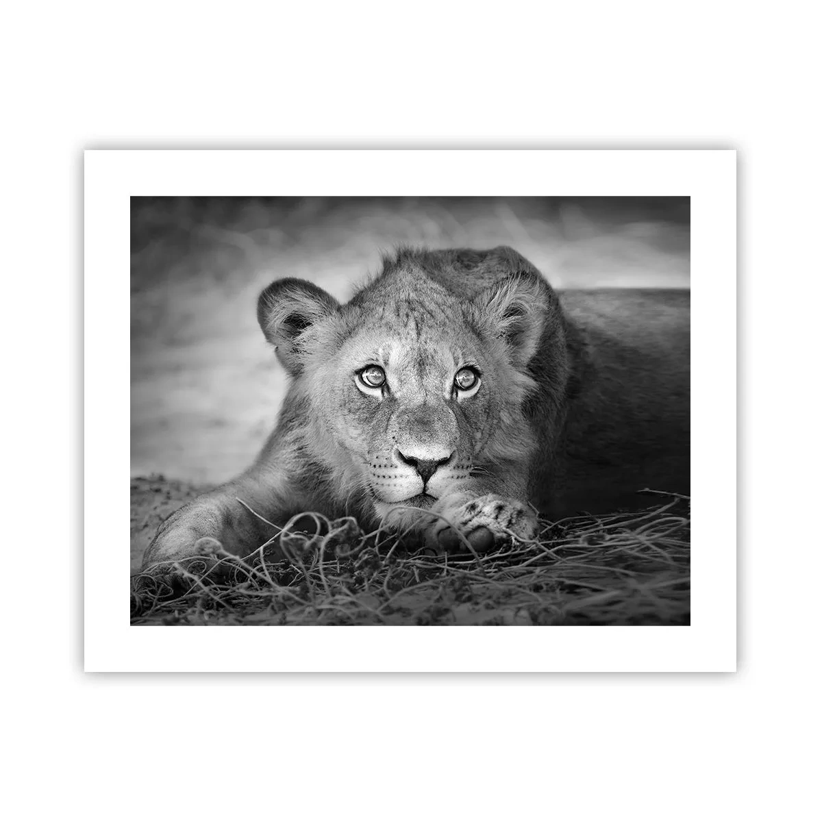 Plakat - Kongelig hvalp - 50x40 cm