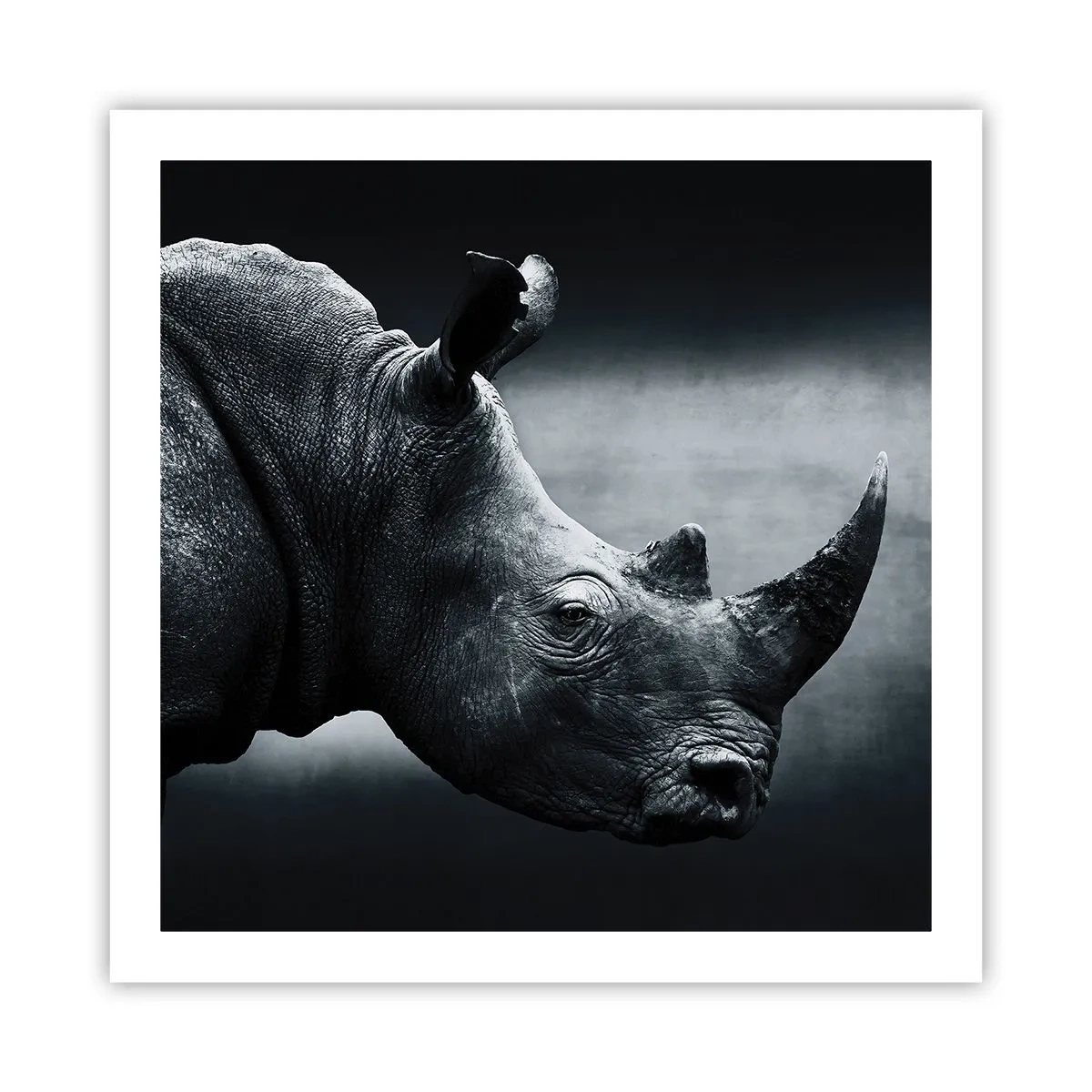 Plakat - Højre profil - 60x60 cm