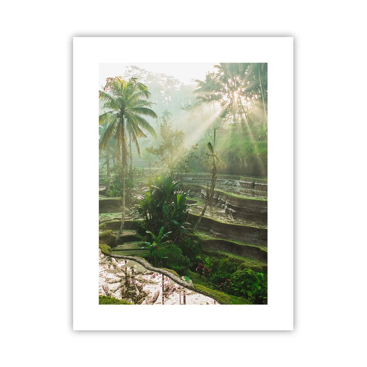 Plakat - Voksende op i solen - 30x40 cm