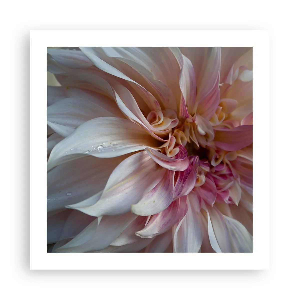 Plakat - Blomstrende friskhed - 50x50 cm