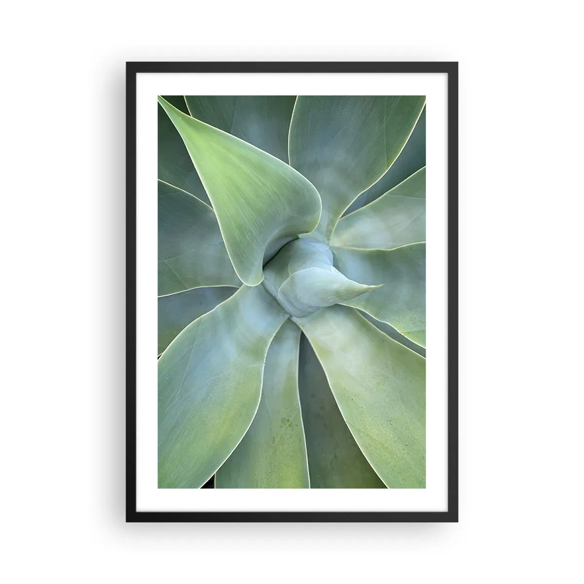 Plakat i sort ramme - Nærbillede af symmetriske sukkulente blade - 50x70cm - Den grønne fødsel - Moderne vægdekoration til stue og soveværelse ARTTOR