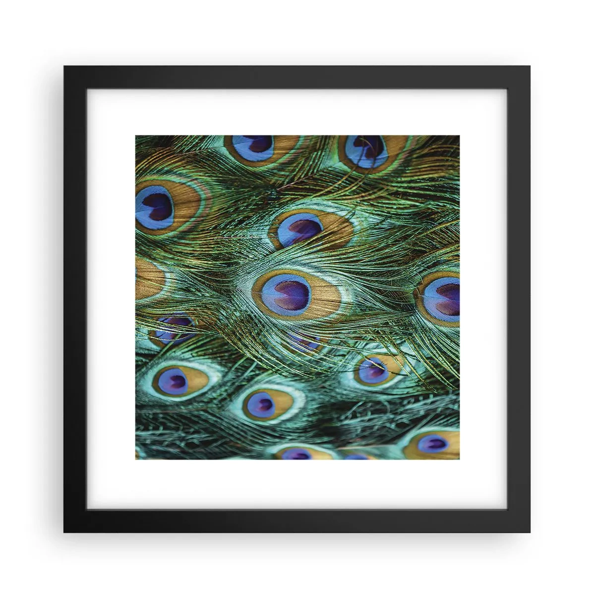 Plakat i sort ramme - En påfugls blik - 30x30 cm