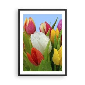 Plakat i sort ramme - Farverige tulipaner med dugdråber på deres kronblade - 50x70cm - En blomstret regnbue i dugdråber - Moderne vægdekoration til stue og soveværelse ARTTOR