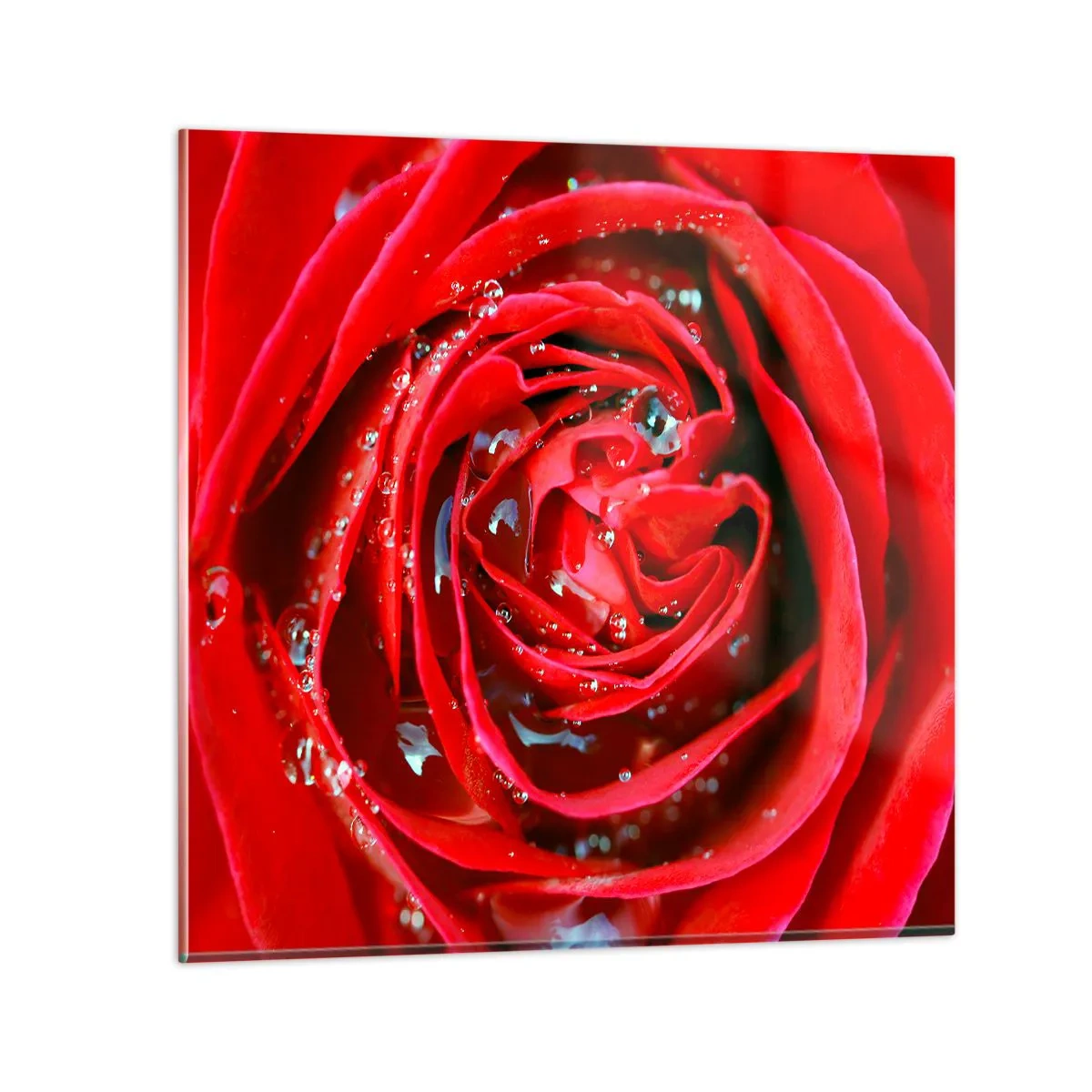Billede på glas - I dråber af dug - 40x40 cm