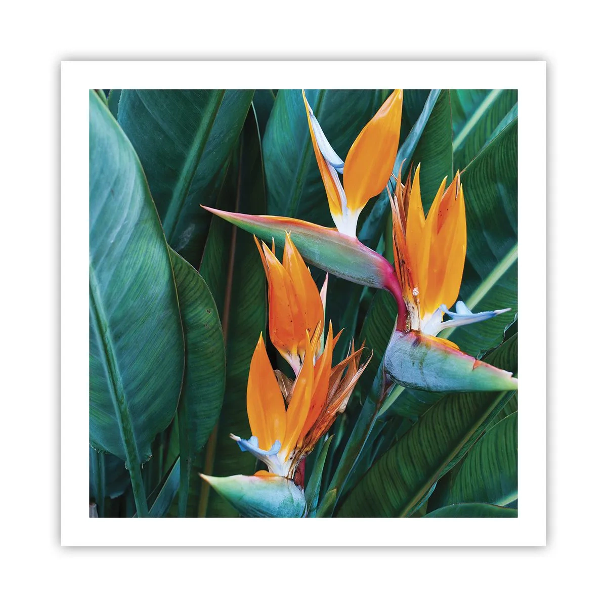 Plakat - Er det en blomst eller er det en fugl? - 60x60 cm