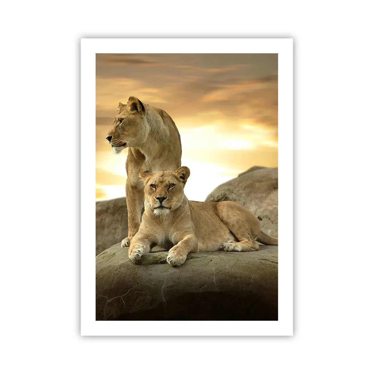 Plakat - Kongelig majestæt - 50x70 cm