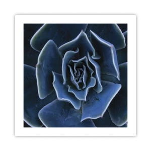 Plakat - Ørkenblomst - 50x50 cm