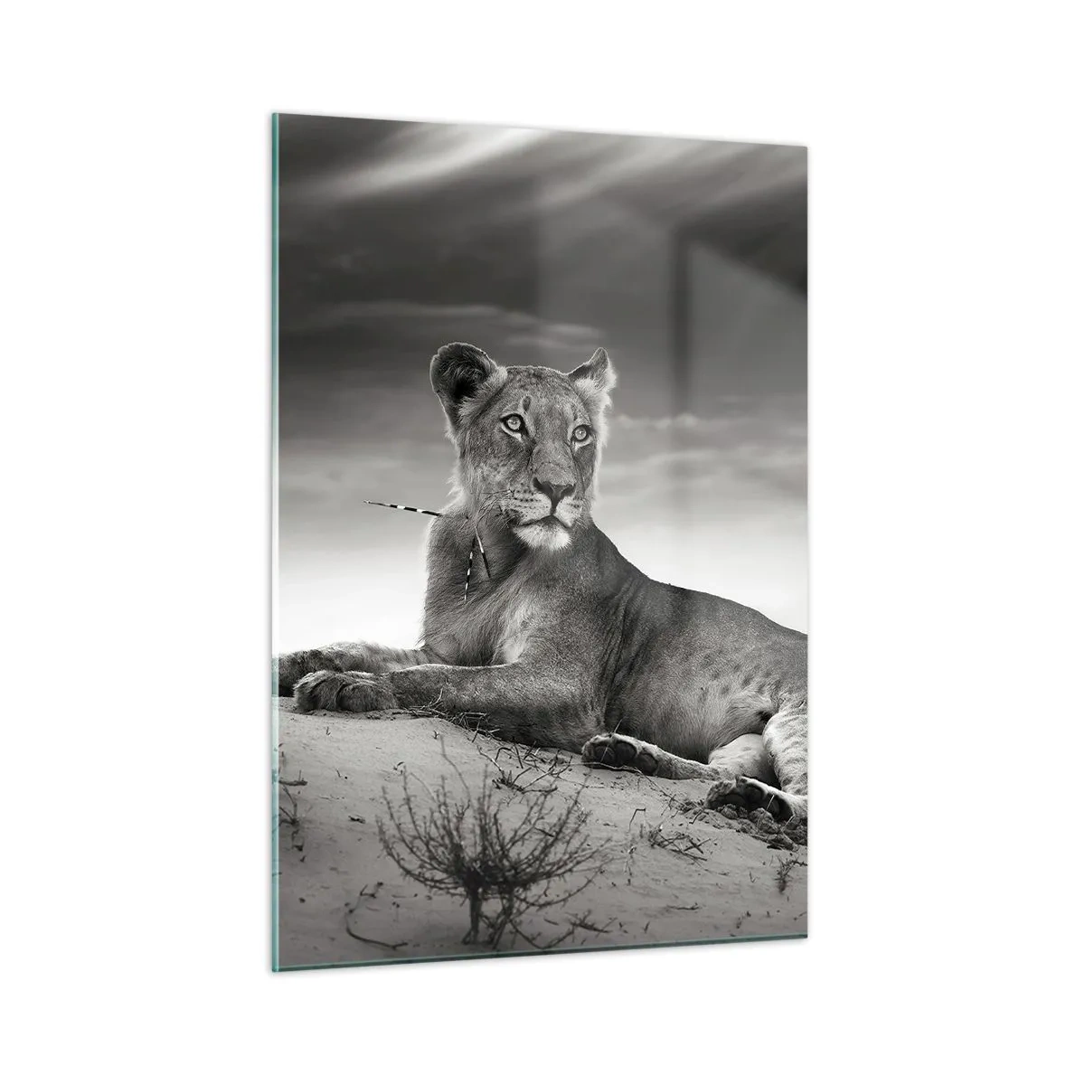 Billede på glas - Resten af ørkendronningen - 50x70 cm