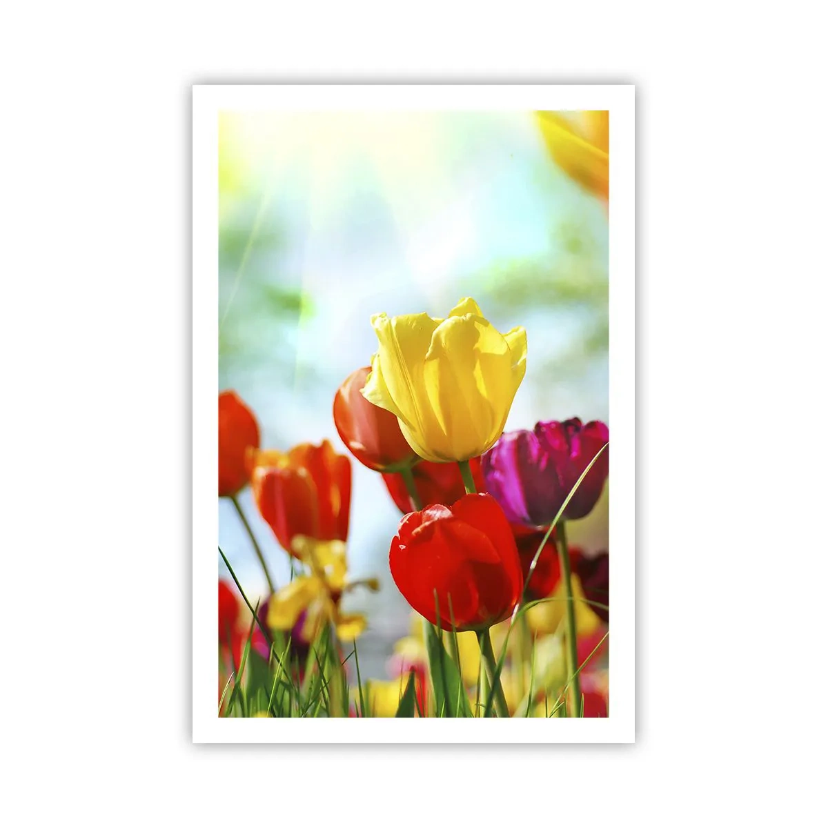 Plakat - Alle solens farver - 61x91 cm