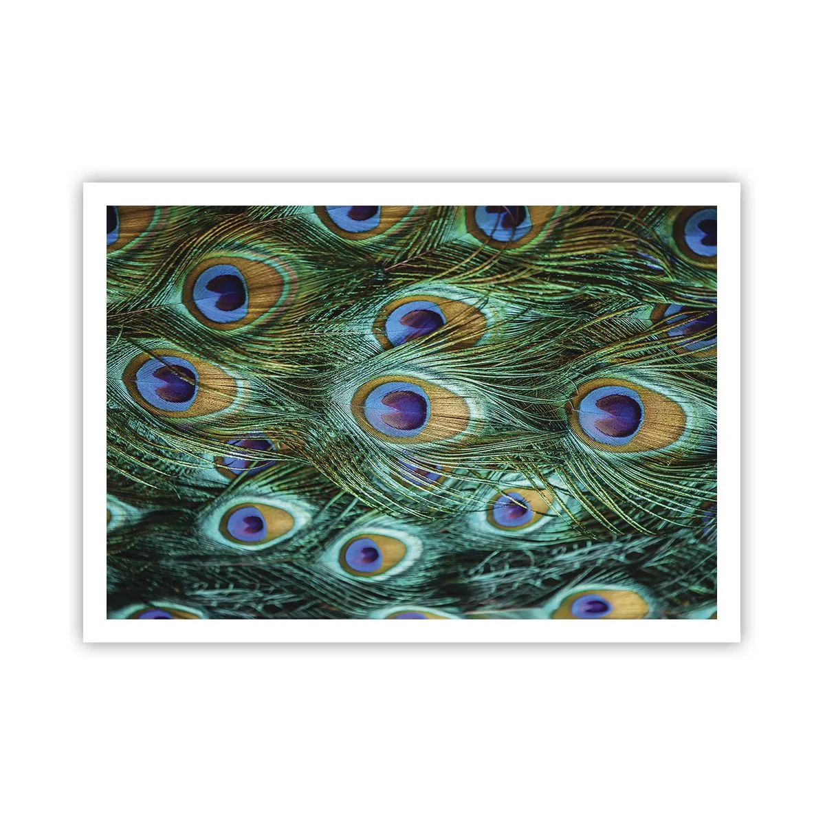 Plakat - En påfugls blik - 100x70 cm
