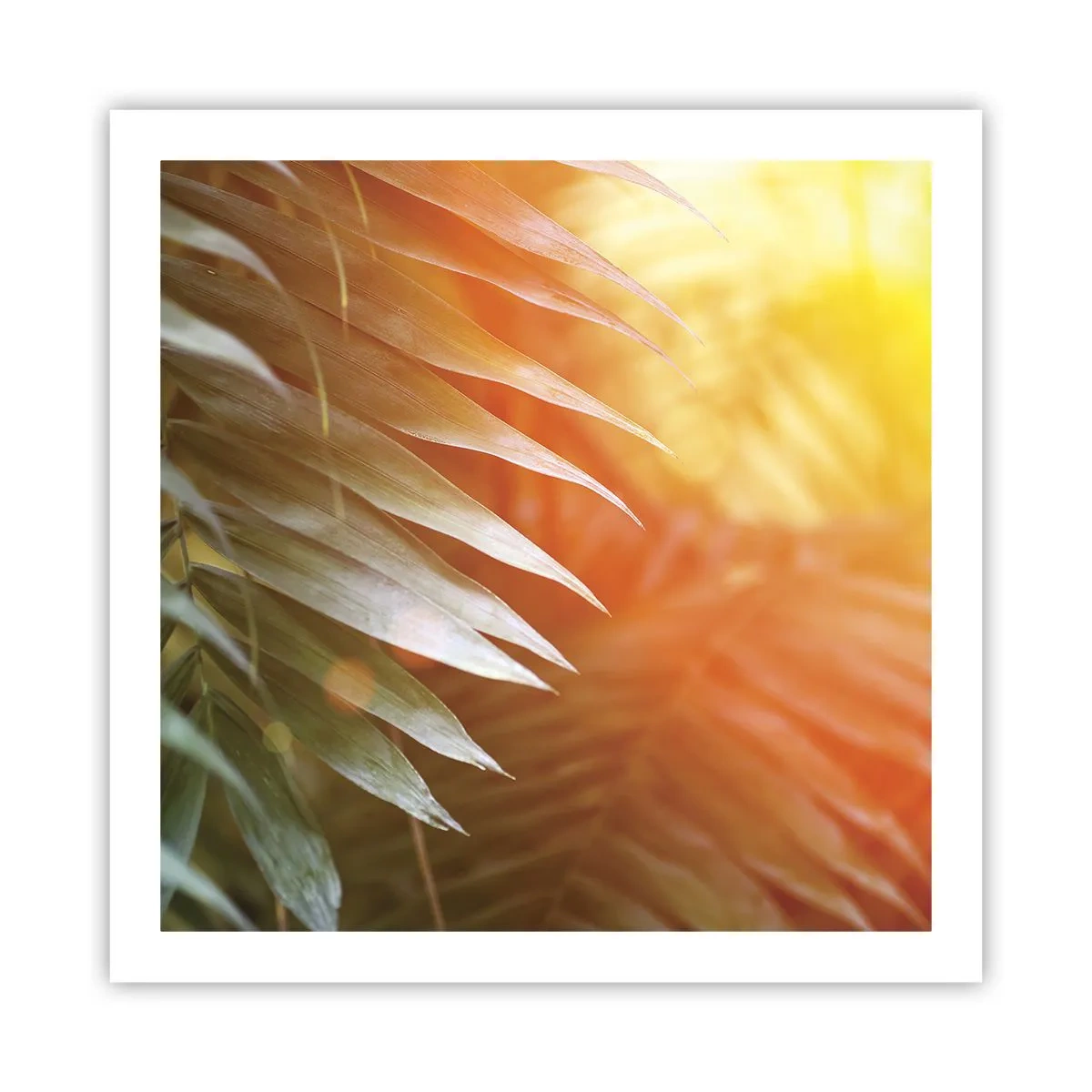 Plakat - Morgen i junglen - 60x60 cm