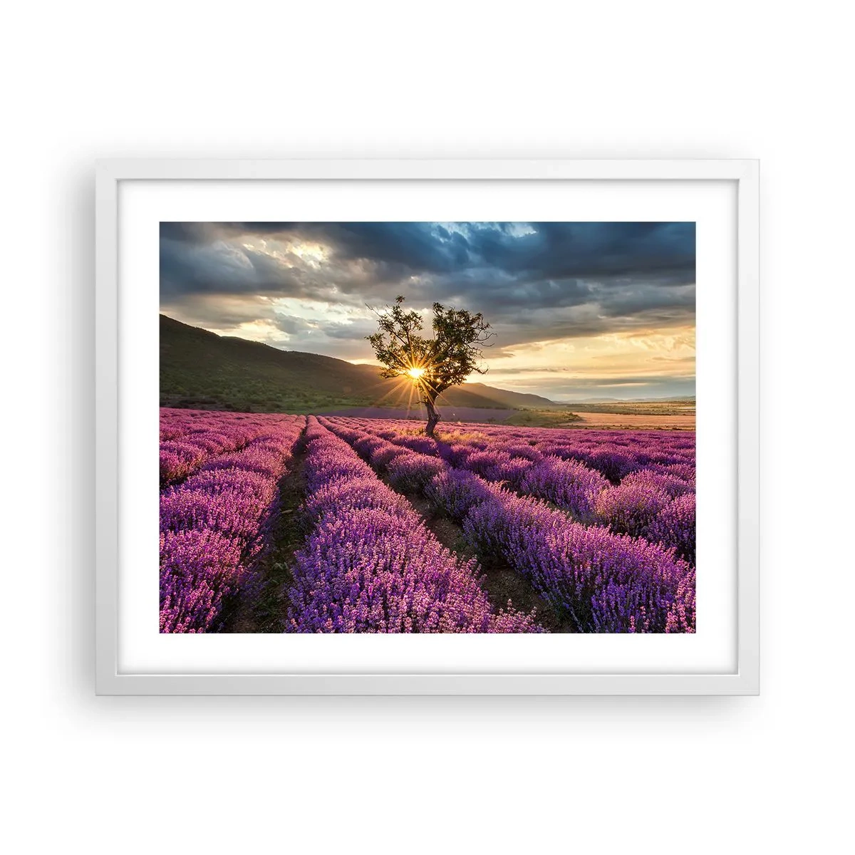 Plakat i hvid ramme - Lilla aroma - 50x40 cm