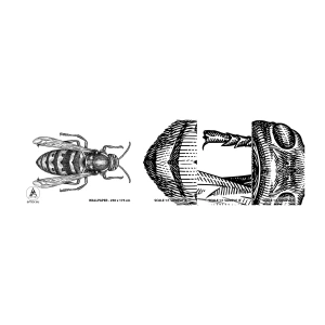 Prøve Fototapet Selvklæbende Deluxe Sticker - Fra en insektplanet - Hveps, Insekt, Minimalistisk - 100x30 cm