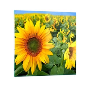 Billede på glas - Hundredvis af sole blussede op - 50x50 cm