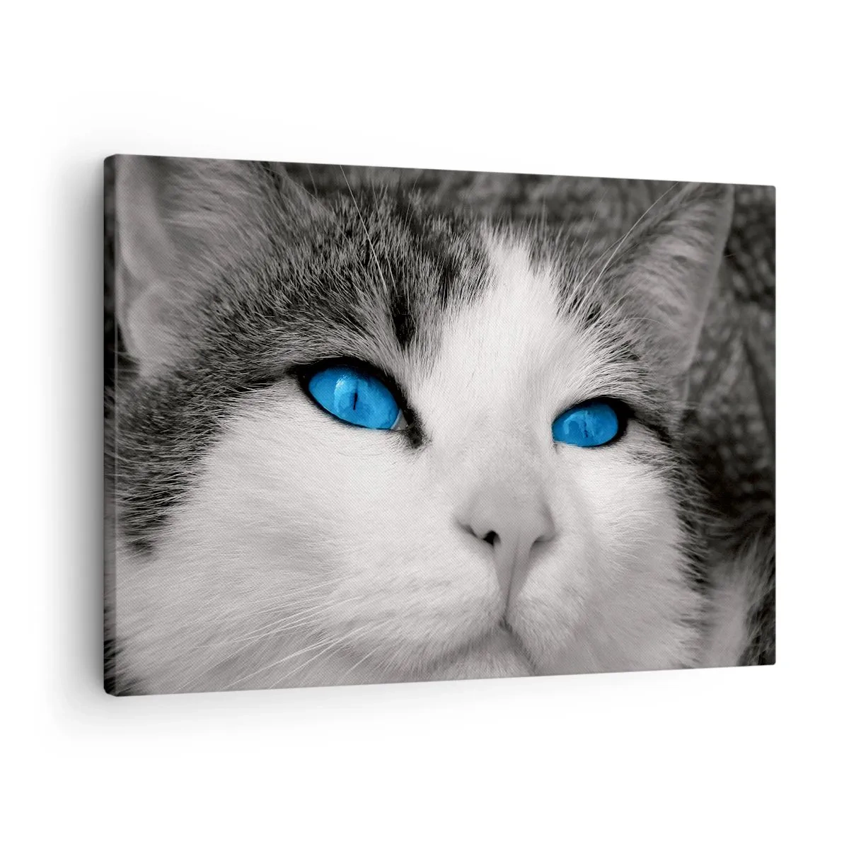 Lærredstryk - Billede på lærred - Portræt af en kat med blå øjne i sort-hvid stil - 70x50cm - Usædvanlig blåøjet - Moderne vægdekoration til stue og soveværelse ARTTOR