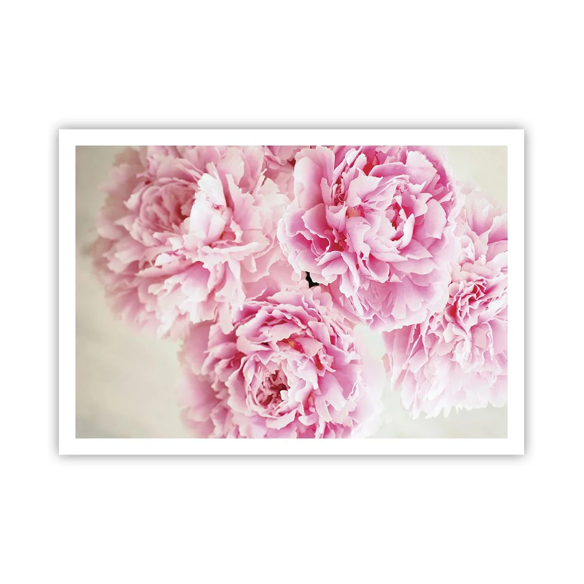 Plakat - I lyserød glamour - 100x70 cm