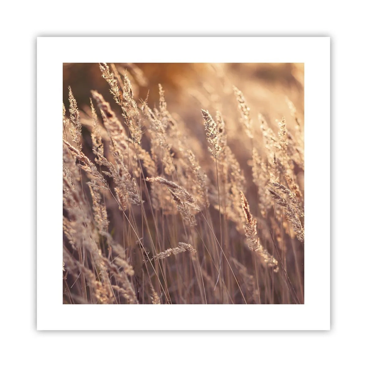 Plakat - Klar til at byde efteråret velkommen - 40x40 cm