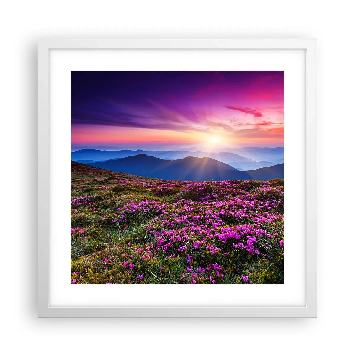 Plakat i hvid ramme - Urter duftede friske bundter fra niw - 40x40 cm