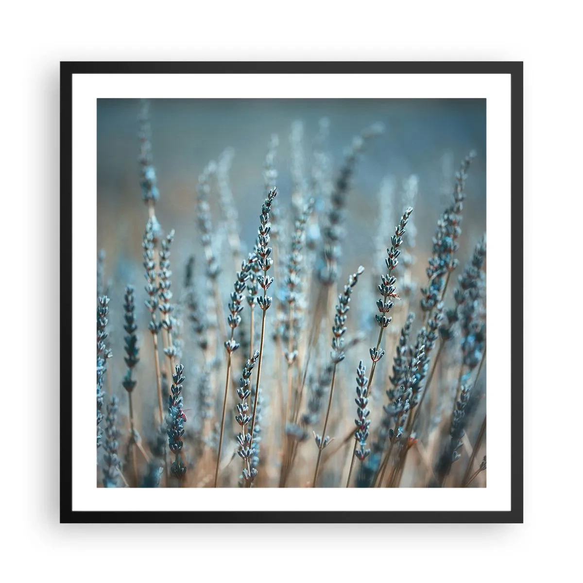 Plakat i sort ramme - Duftende plet - 60x60 cm