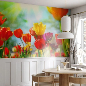 Fototapet på mål Premium Canvas - Alle solens farver - Tulipaner, Blomster, Eng