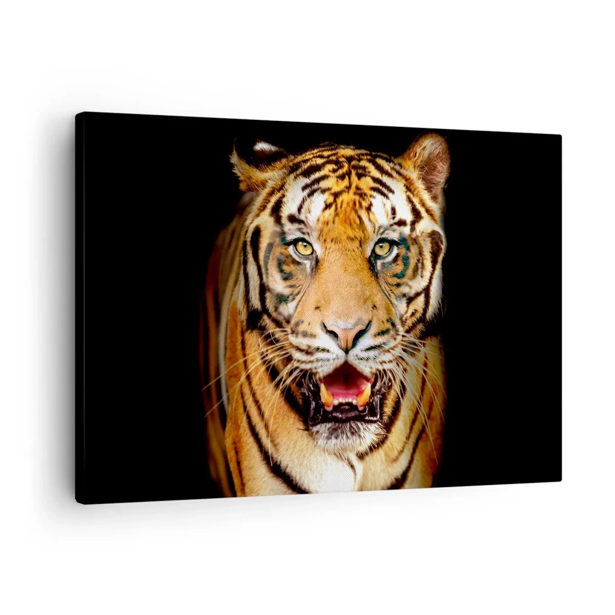 Lærredstryk - Billede på lærred - En tiger med åben mund på en sort baggrund - 70x50cm - Vild i hjertet - Moderne vægdekoration til stue og soveværelse ARTTOR