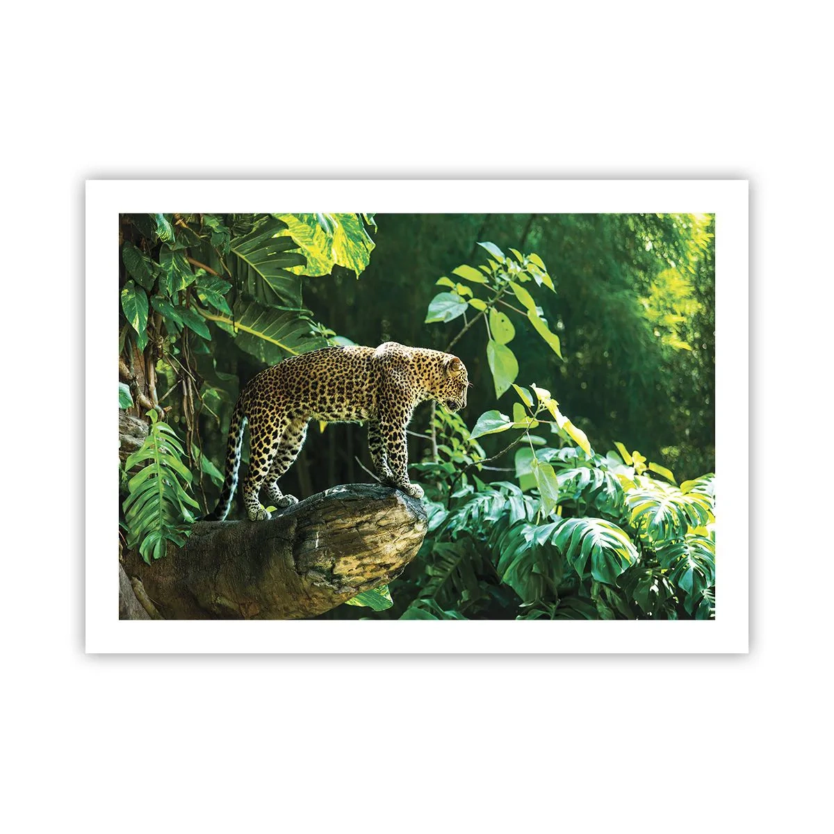 Plakat - Til jagt? - 70x50 cm