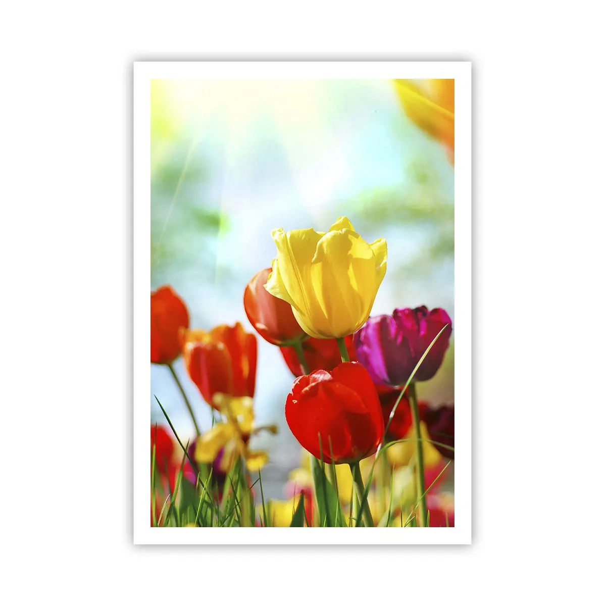 Plakat - Alle solens farver - 70x100 cm
