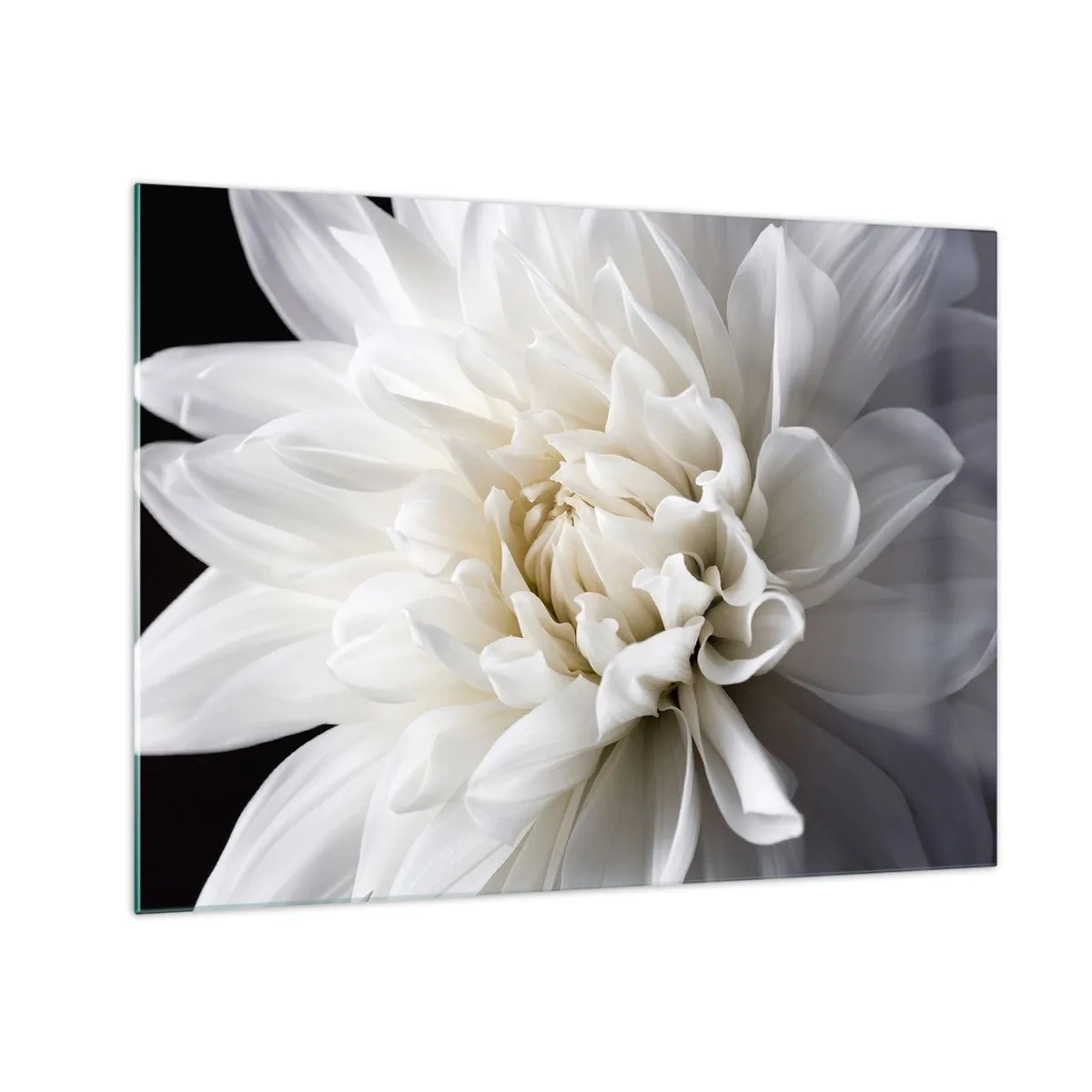 Billede på glas - Et nærbillede af en hvid dahlia på en sort og grå baggrund - 70x50cm - Morgenbrud - Moderne vægdekoration til stue og soveværelse ARTTOR