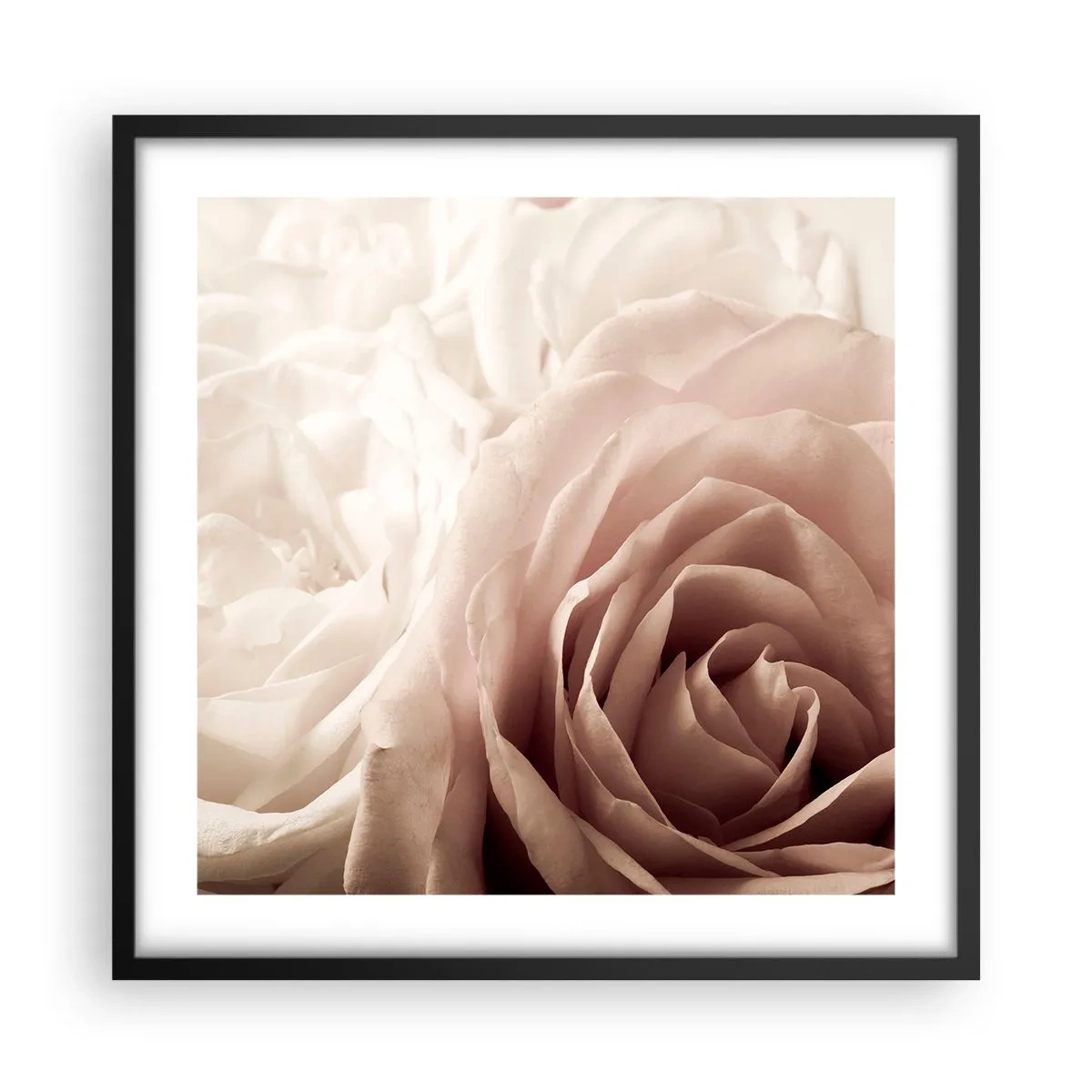 Plakat i sort ramme - I rosens hjerte - 50x50 cm