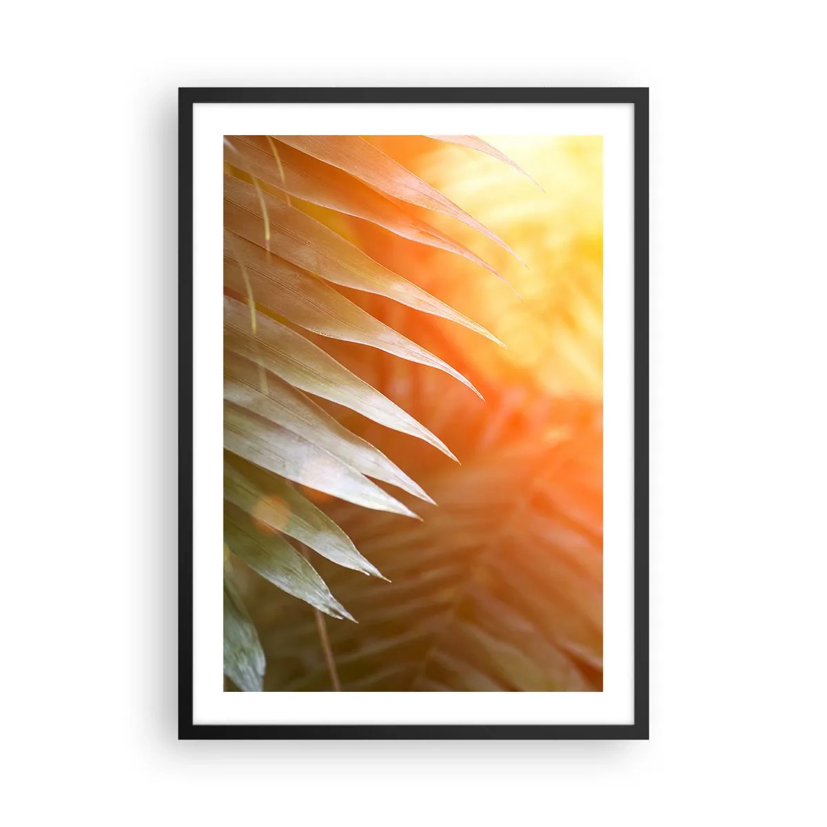 Plakat i sort ramme - Palmeblade i lyset af den nedgående sol - 50x70cm - Morgen i junglen - Moderne vægdekoration til stue og soveværelse ARTTOR