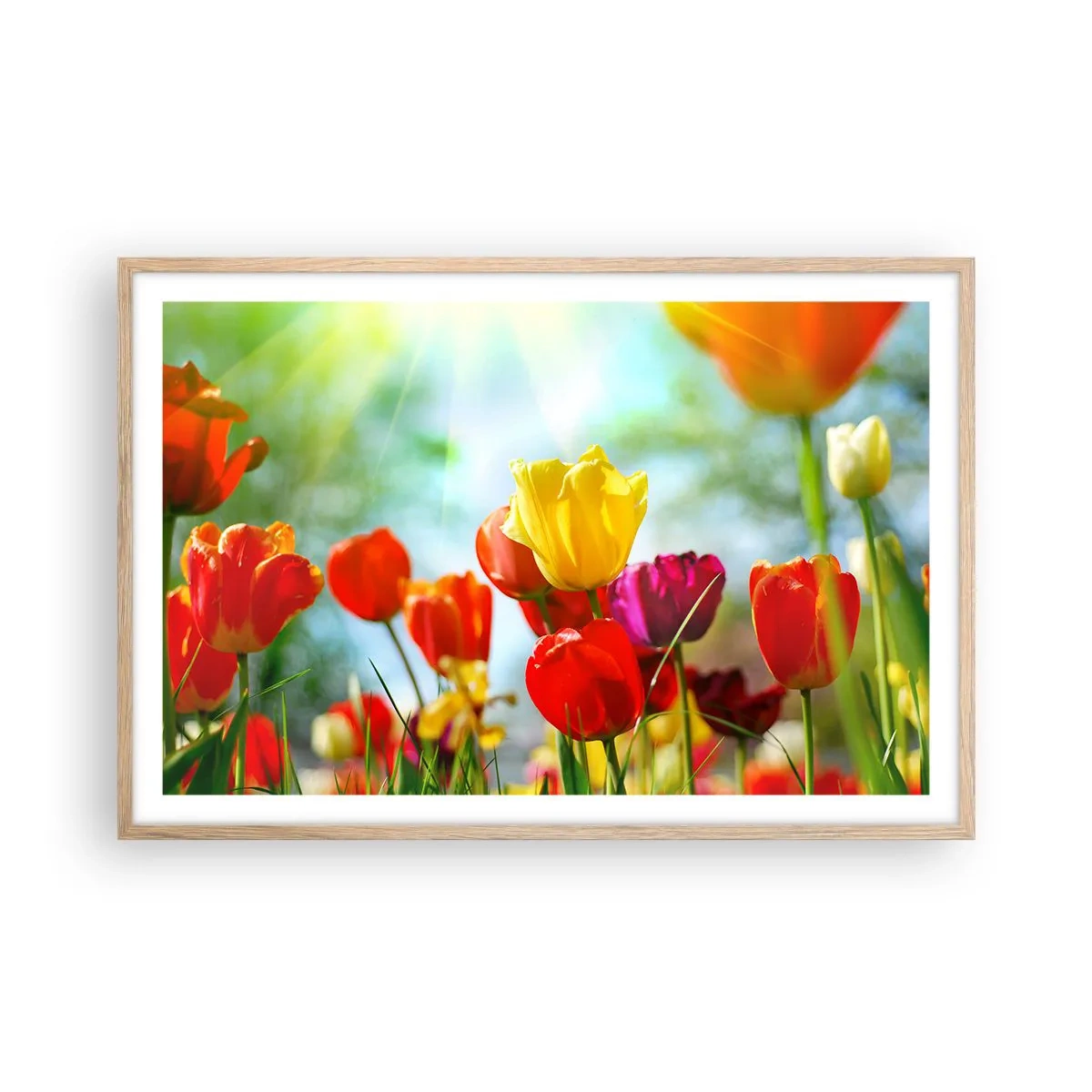 Plakat i ramme af lyst egetræ - Alle solens farver - 91x61 cm