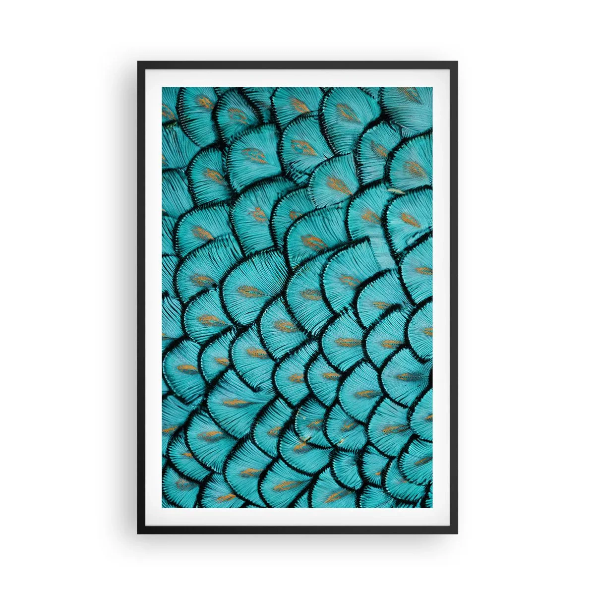 Plakat i sort ramme - Den store fjer-galla - 61x91 cm