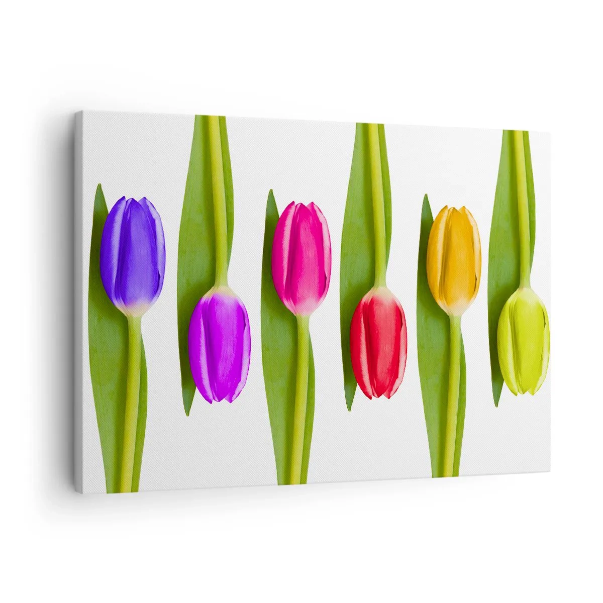 Lærredstryk - Billede på lærred - Flerfarvede tulipaner arrangeret i en række på en hvid baggrund - 70x50cm - Regnbuesammensætning - Moderne vægdekoration til stue og soveværelse ARTTOR