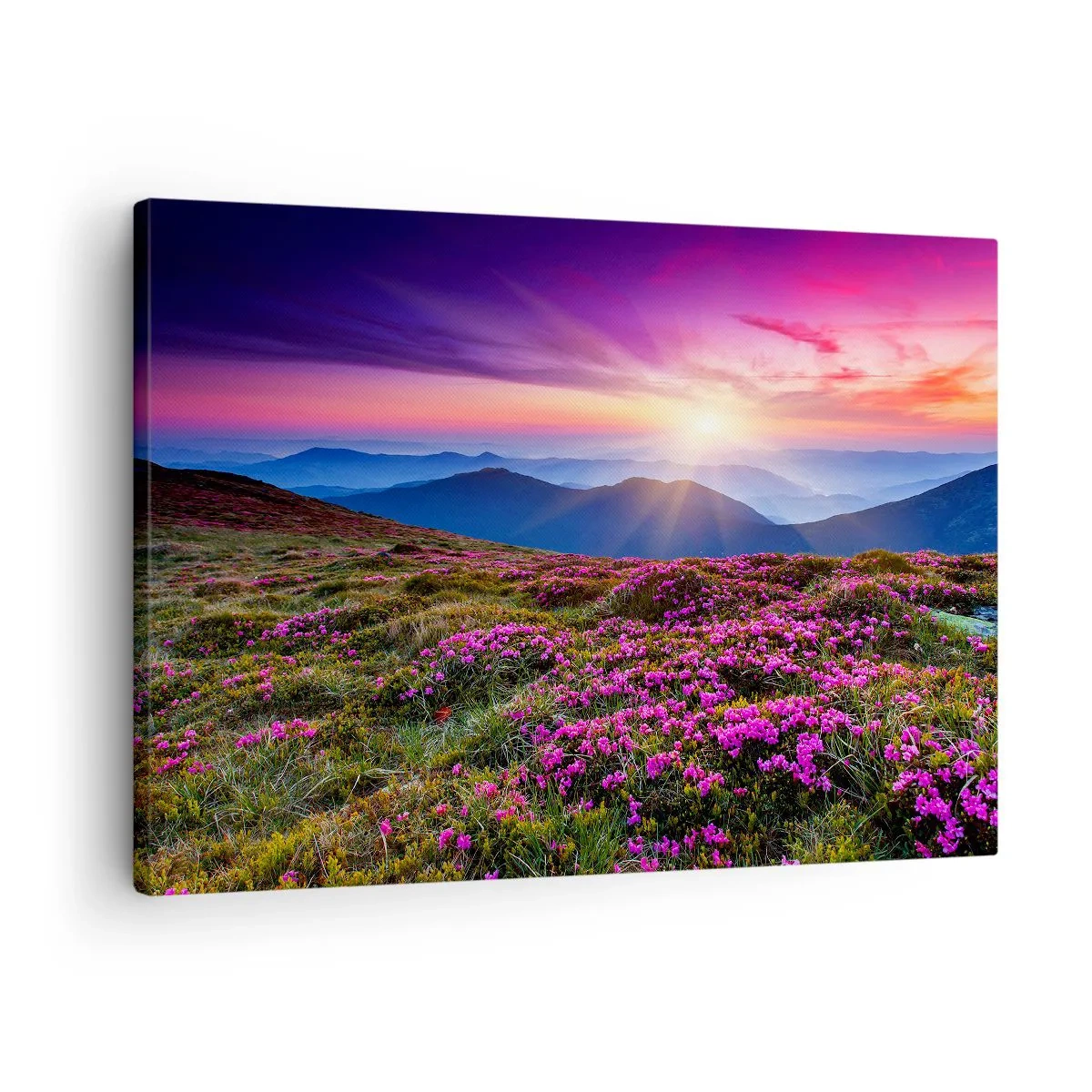 Lærredstryk - Billede på lærred - Bjergeng med blomster ved solnedgang - 70x50cm - Urter duftede friske bundter fra niw - Moderne vægdekoration til stue og soveværelse ARTTOR
