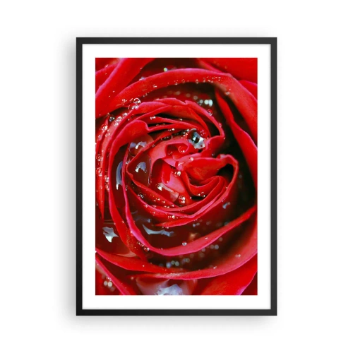 Plakat i sort ramme - Nærbillede af en rød rose med vanddråber - 50x70cm - I dråber af dug - Moderne vægdekoration til stue og soveværelse ARTTOR