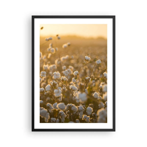 Plakat i sort ramme - En bomuldsmark i det varme lys fra den nedgående sol - 50x70cm - Et luftigt felt - Moderne vægdekoration til stue og soveværelse ARTTOR