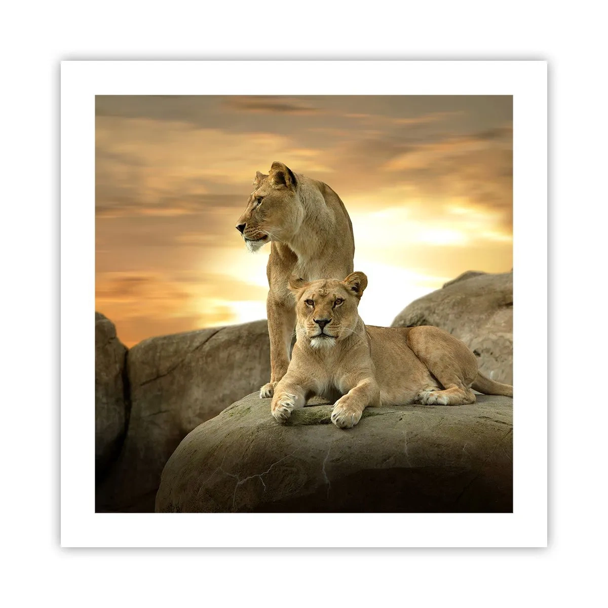 Plakat - Kongelig majestæt - 50x50 cm