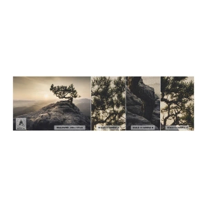 Prøve Fototapet Premium Sand - Livet vinder altid - Bjerglandskab, Fyrretræ, Bjerge - 100x30 cm
