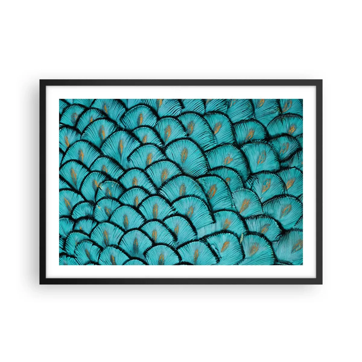 Plakat i sort ramme - Den store fjer-galla - 70x50 cm