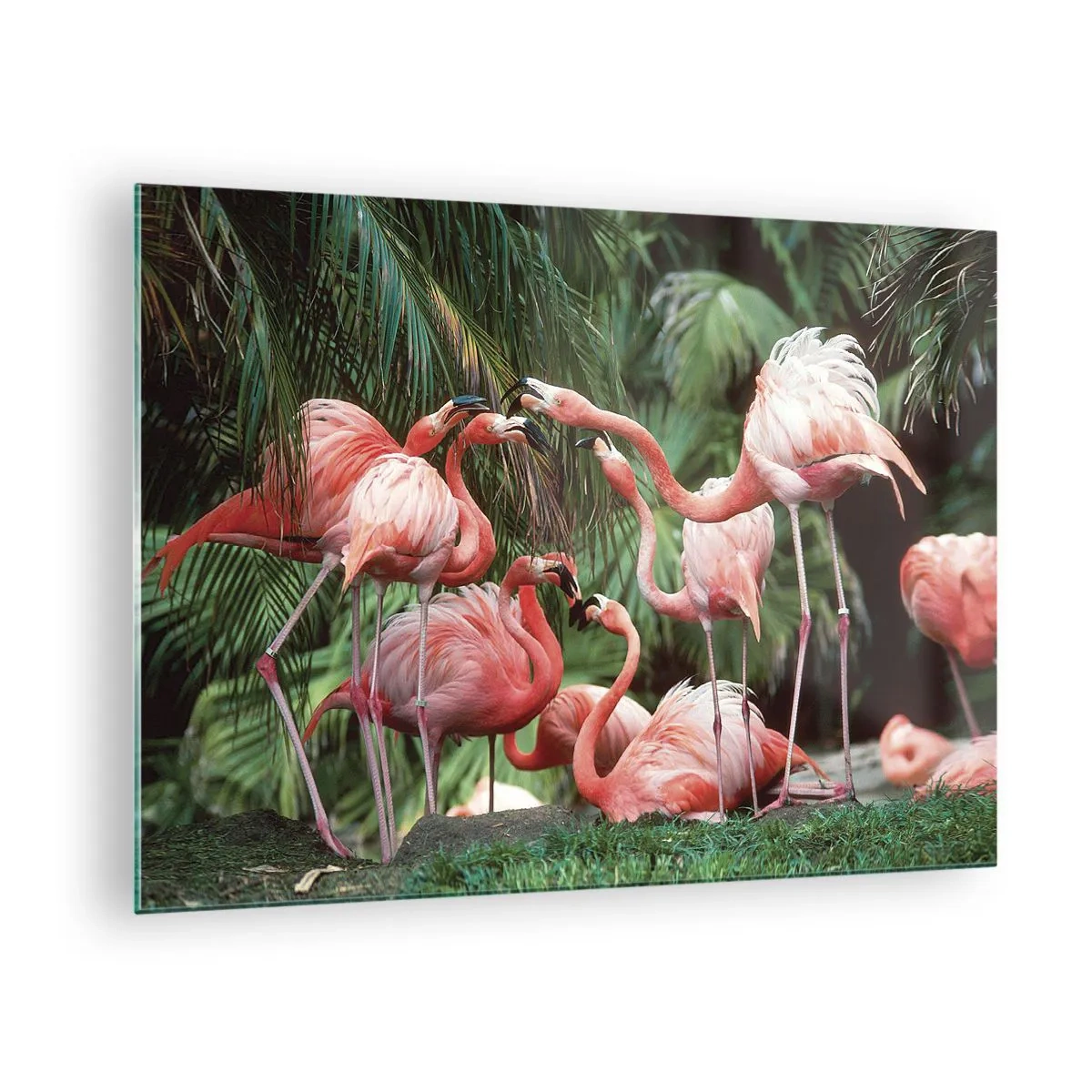 Billede på glas - Flamingoer blandt tropisk vegetation i levende farver - 70x50cm - Sladder om eftermiddagen - Moderne vægdekoration til stue og soveværelse ARTTOR