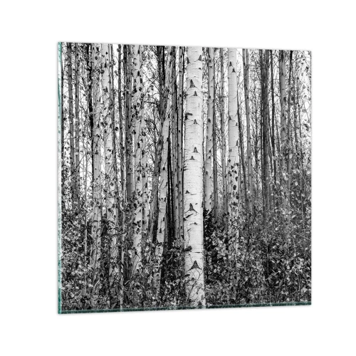 Billede på glas - Kolonnade af birk - 50x50 cm