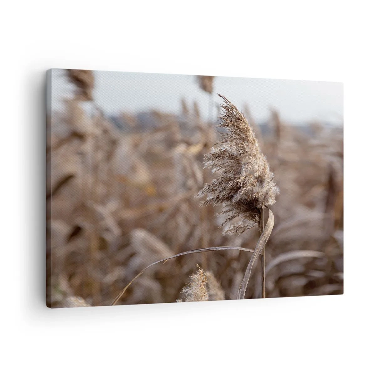 Lærredstryk - Billede på lærred - Sarte græsser i beige nuancer mod naturens baggrund - 70x50cm - Tid til at flyve væk med vinden - Moderne vægdekoration til stue og soveværelse ARTTOR