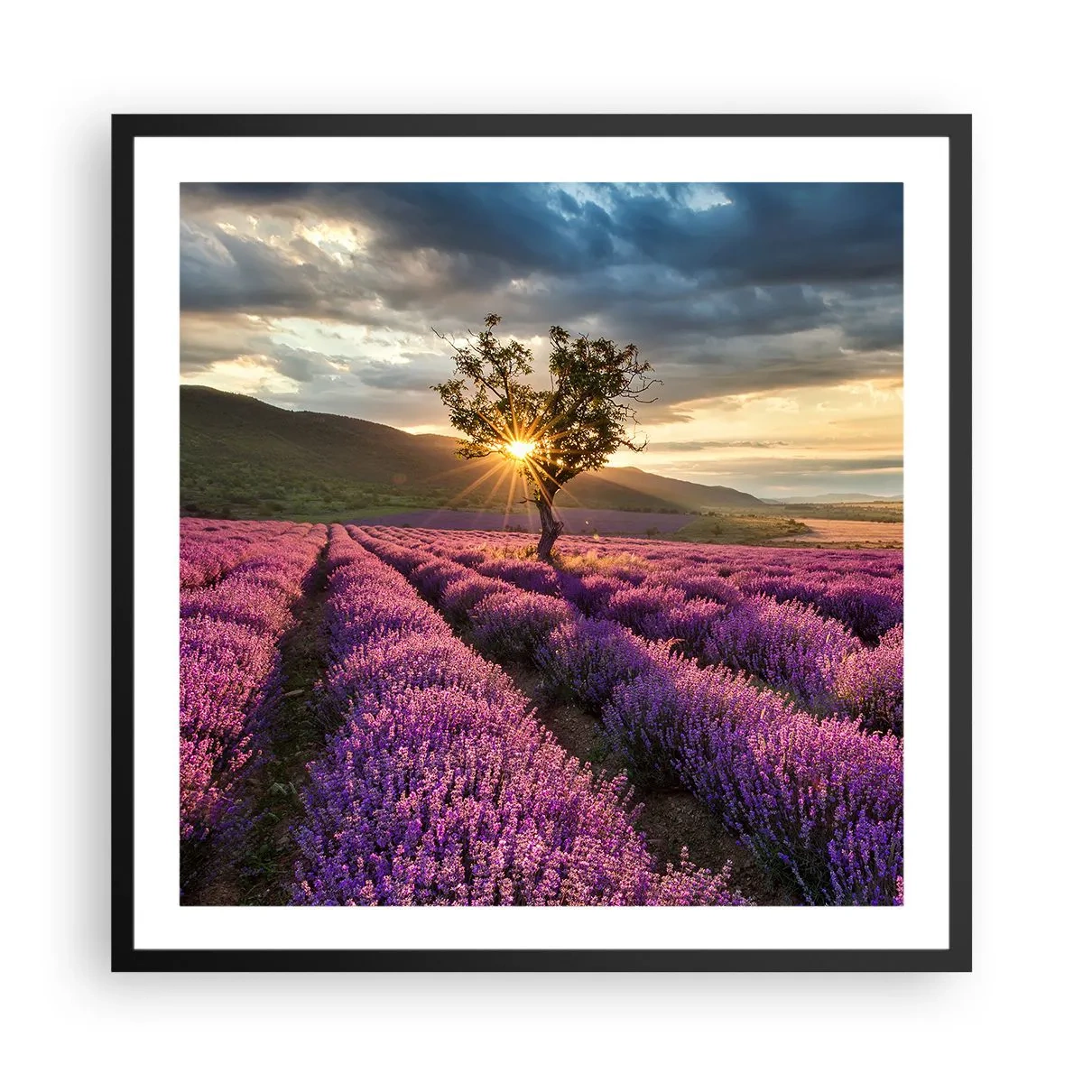 Plakat i sort ramme - Lilla aroma - 60x60 cm