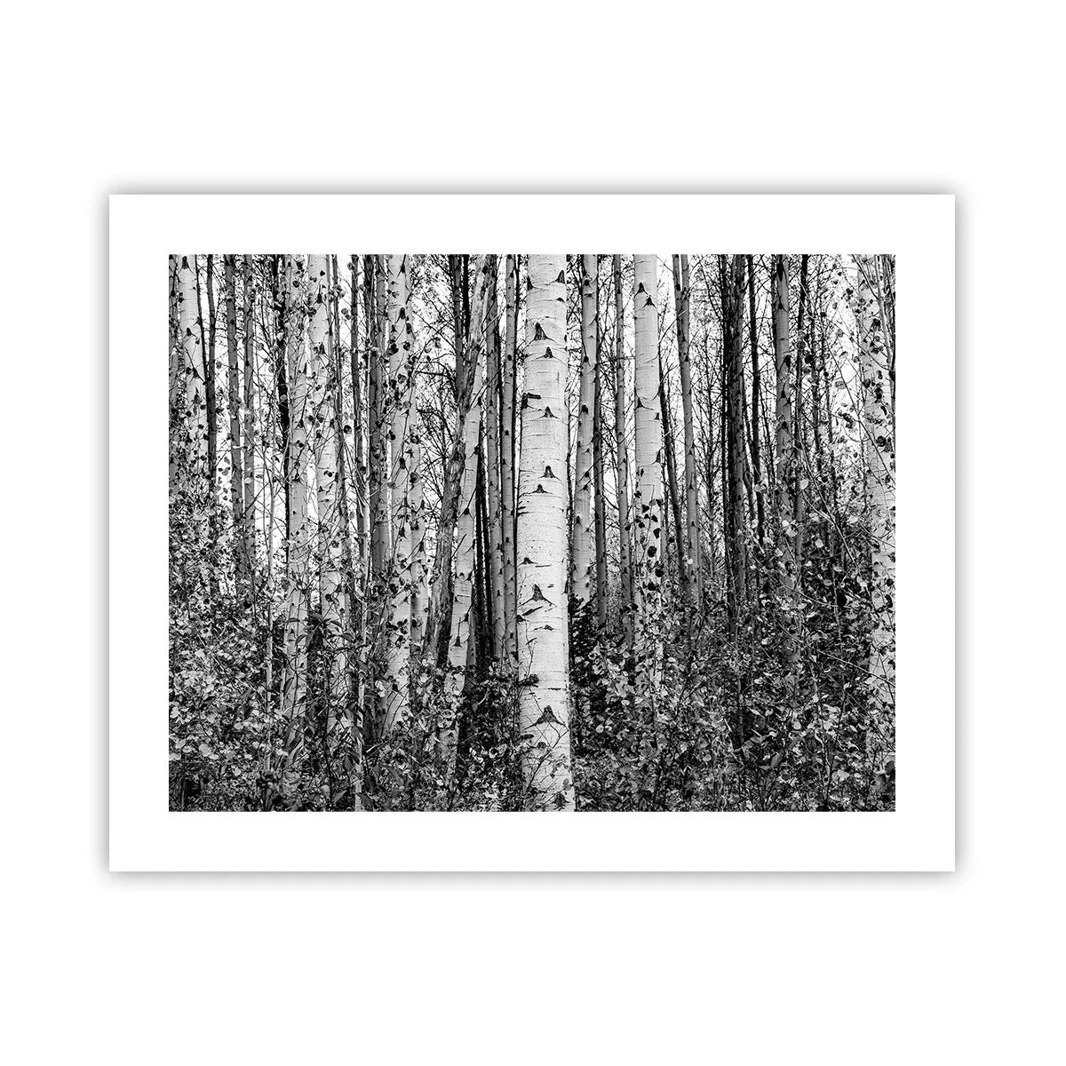 Plakat - Kolonnade af birk - 50x40 cm