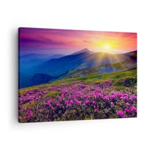Lærredstryk - Billede på lærred - En blomstrende eng med udsigt over bjergene under solnedgang - 70x50cm - ... Og rundt omkring dufter det af fyrretræer og krydderurter - Moderne vægdekoration til stue og soveværelse ARTTOR