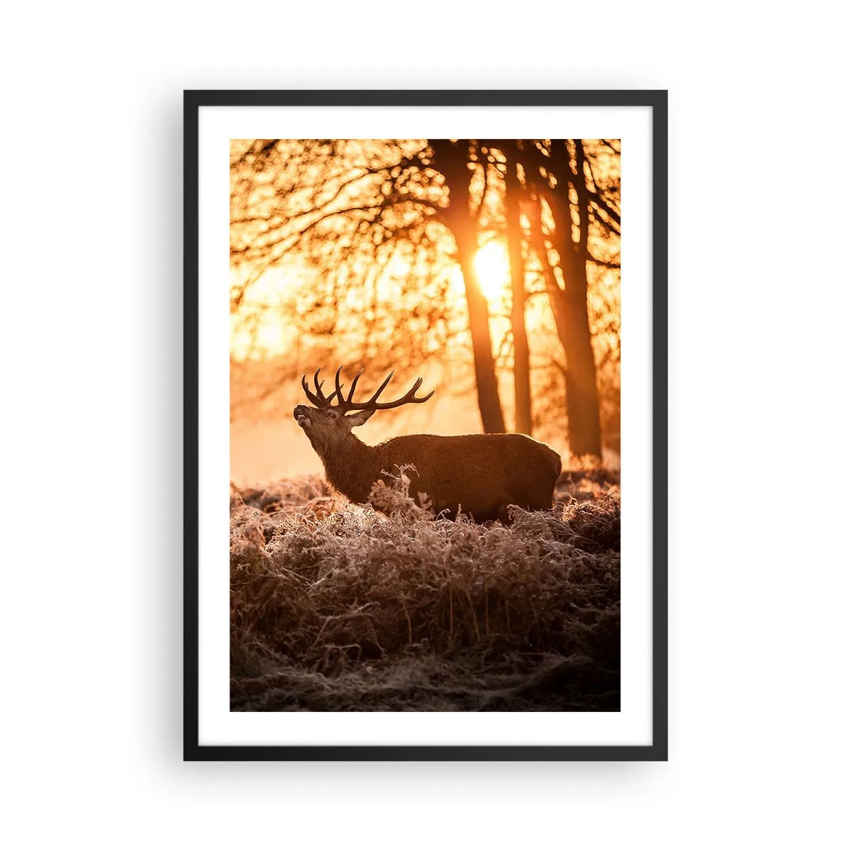 Plakat i sort ramme - Hjorte i den opgående sols stråler mod skovens baggrund - 50x70cm - En jægerdrøm - Moderne vægdekoration til stue og soveværelse ARTTOR