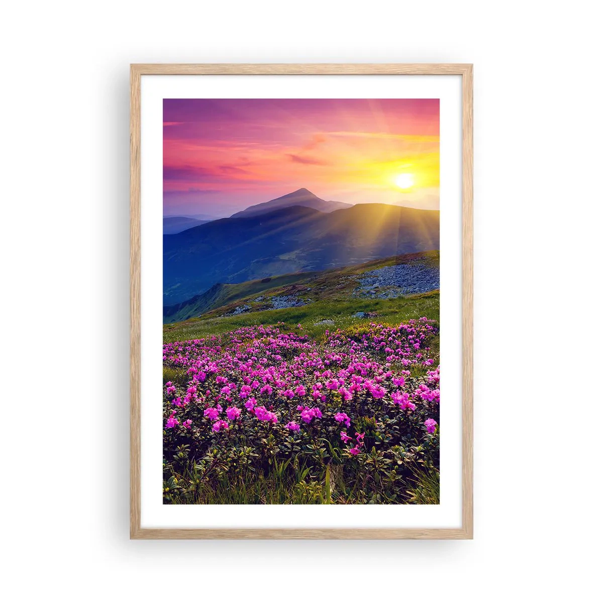 Plakat i ramme af lyst egetræ - ... Og rundt omkring dufter det af fyrretræer og krydderurter - 50x70 cm